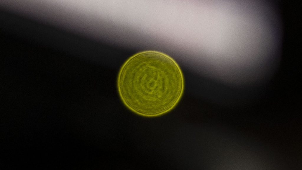 Onion ring bokeh